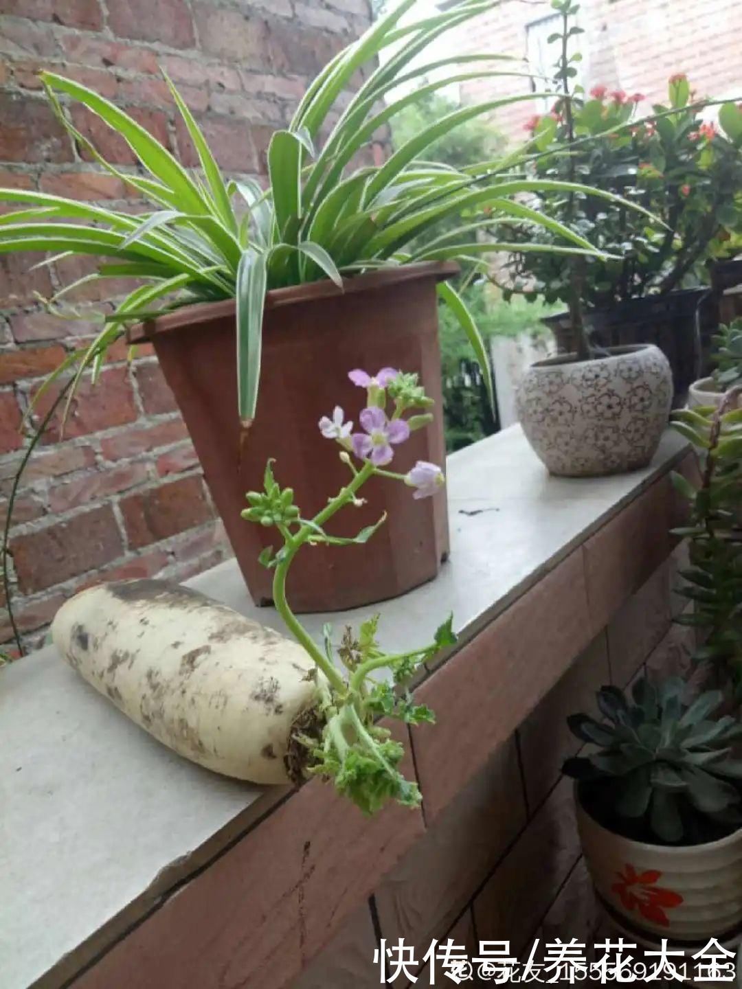 人参萝卜开花了，我种的花，都是这么奇奇怪怪