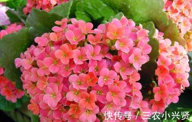 长寿花|长寿花花期过后注意这几点, 下一次开花更大更好看