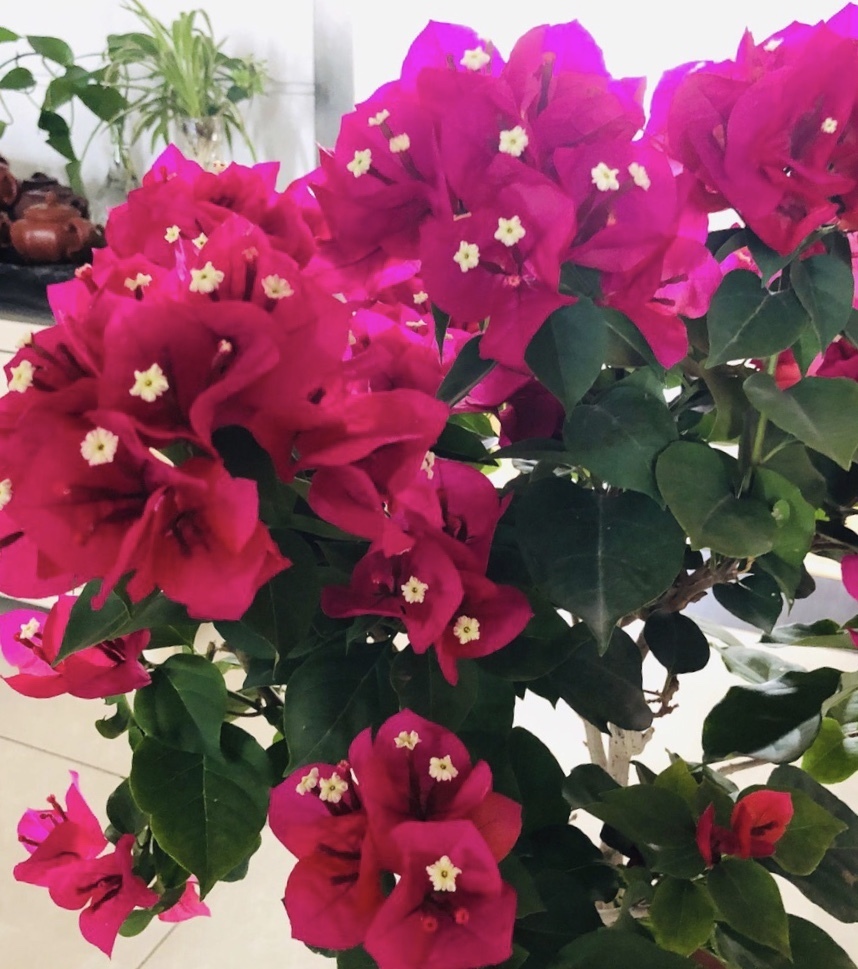 三角梅叶子“卷曲”、不开花学会这几招,叶子嗖嗖冒,花朵爆盆