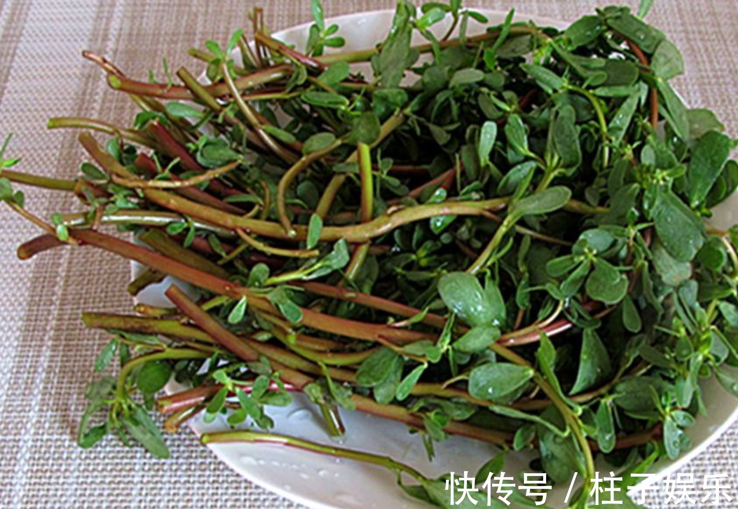 马齿苋|山珍海味未必健康,生活中常见的4种养生菜、长寿菜健康又便宜