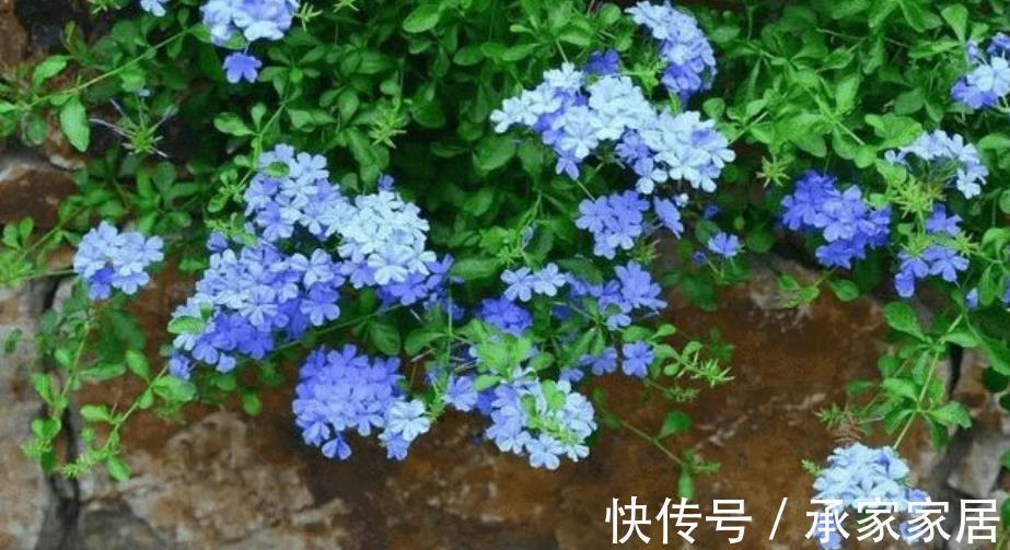 皮实|适合新手的6种漂亮花，号称“开花机器”，养一盆多季节有花赏