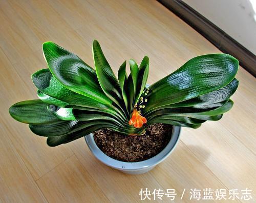 板结|君子兰烂根“快死了”，别着急扔，一招就能救回来