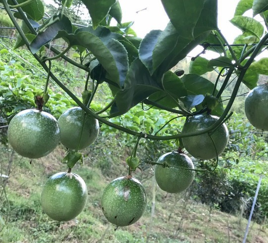 安神|女性常吃此果,多贵也别省,安神助眠、排毒养颜,皮肤光滑又细腻