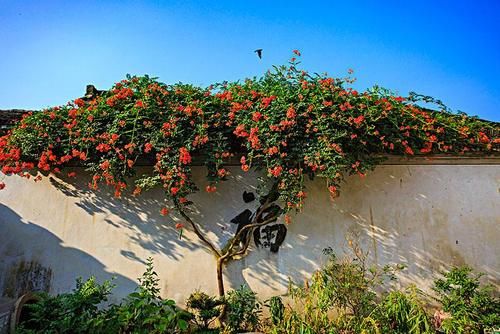 如果我有小院，一定养此3种“爬藤花”，2年时间开出一面花墙