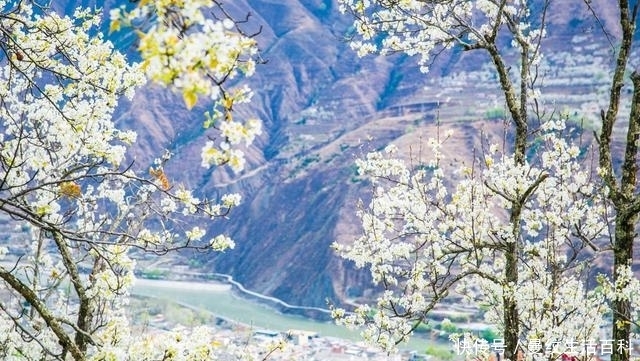 这个隐藏在川西高原的中国雪梨之乡，因为三月的花开出了大名