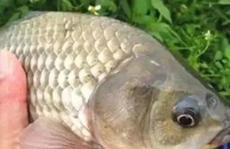 大水域|大鲫鱼生长缓慢很难钓到?掌握方法以后,其实一点都不难