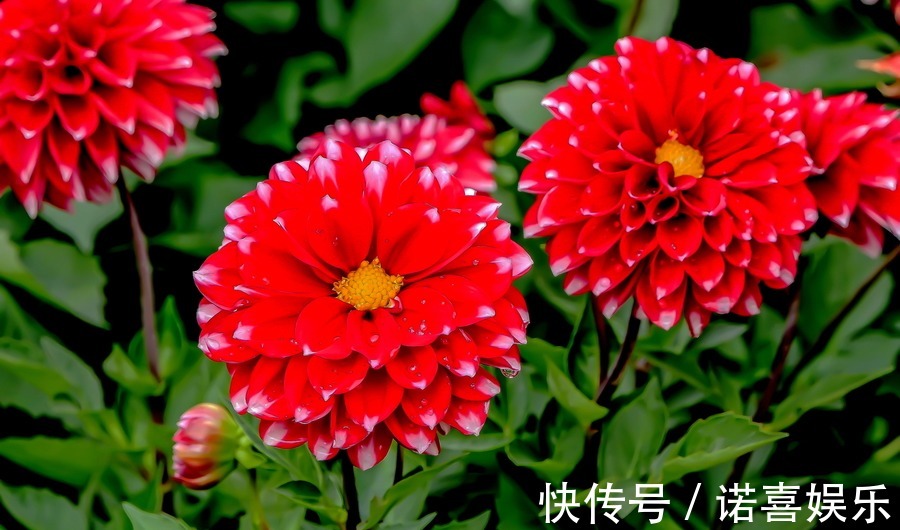 此花花艳胜似牡丹，花期比拟茶花，是比较受欢迎的花卉