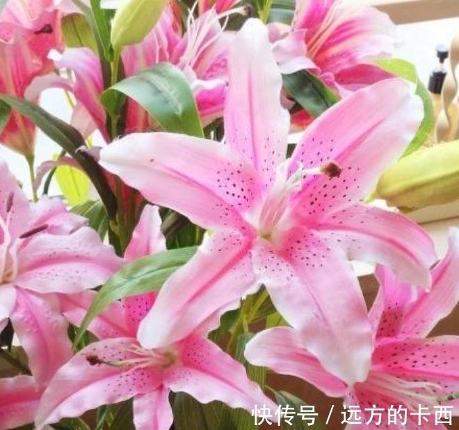 玉麒麟|4种花漂亮又好养，比牡丹好看，养上一盆四季欣赏，好养活还不贵