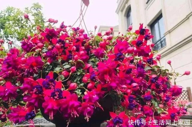 春光明媚,这八种花却不能多晒太阳,一晒就发蔫,赶紧搬屋里躲躲!