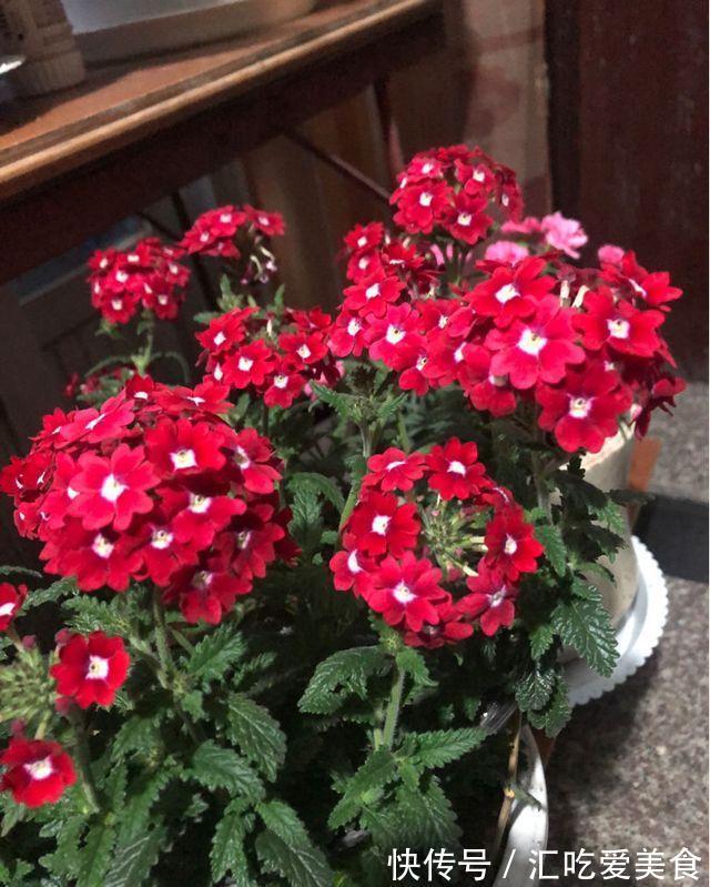 农历十月初七立冬后,养什么花?以下3种花,吉庆有余顺心如意