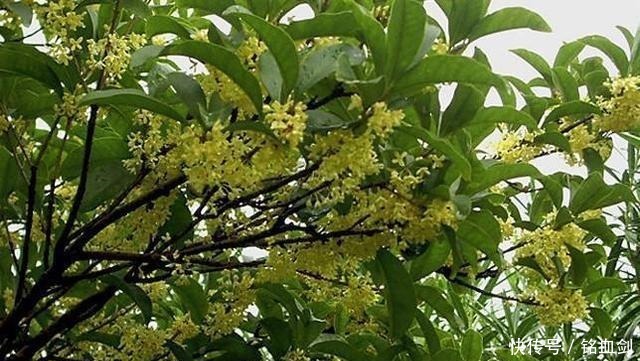 如果我家有院子,我就养树,花和菜都靠边,什么都不如种树好!