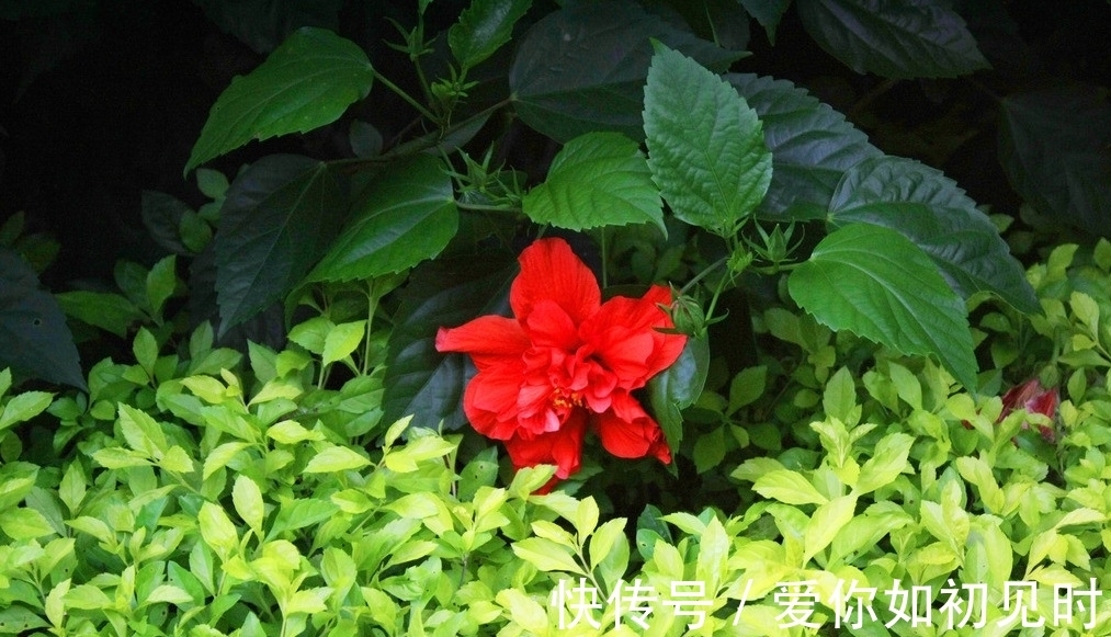 湘帘|卷湘帘、浓绿入灵眸,偏有一红倚叠翠,香淡淡、韵悠悠