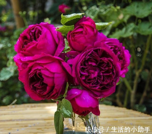 25款包子型月季,花开永不败,大花好养又丰花,新手推荐种植!