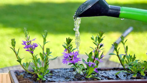 夏天浇花要注意，3种水扔了也别浇花，不然黄叶烂根，难过夏