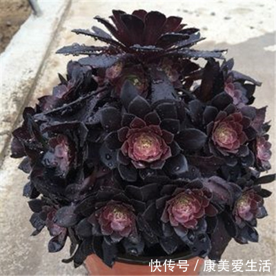 家里养多肉法师,一定做好这3件事,不黑腐化水,个个霸气十足!