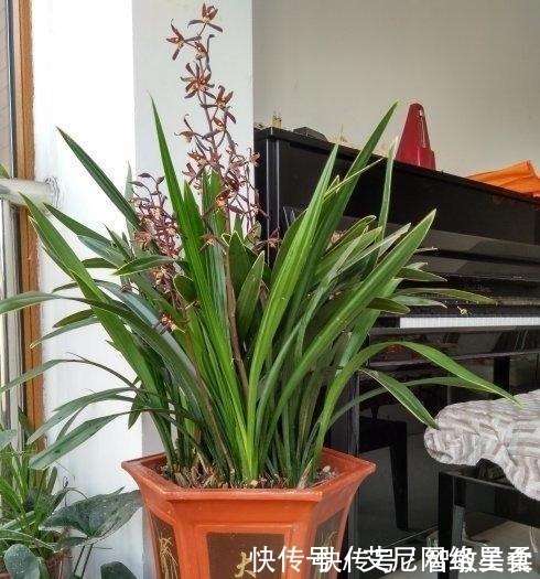 家里养花,就选这几种,一年四季不用管,给点阳光就开花