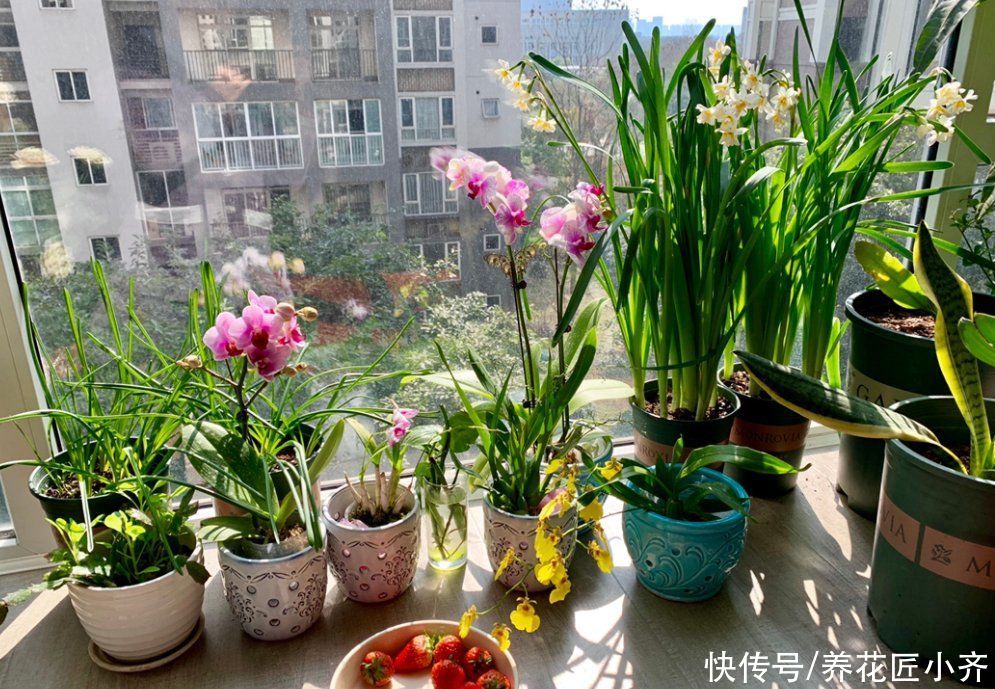 养花人都有的“迷惑行为”,只有爱花之人才懂,快看看你中了几条