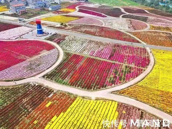 桃林镇|继“钓旅”、“竹旅”、“茶旅”之后 “菊旅”成为临湘休闲旅游产业的新名片