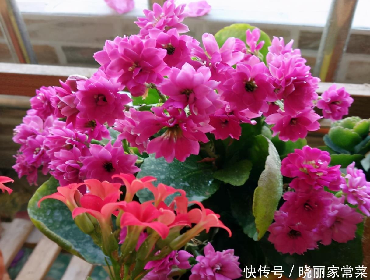 给长寿花“吃点肥料”,春节花苞特别多,大苗小苗肥肥壮壮