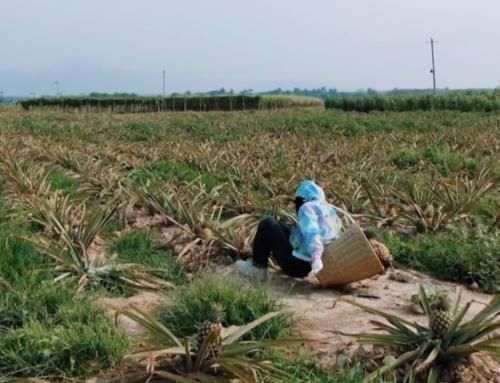 黄磊|张子枫摘菠萝摔倒,谁注意第一个冲过去关心的人偶像剧都没这么甜