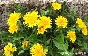 乳痈|一杯蒲公英茶,功效多到想不到,可惜知道的人却不多,可惜了!