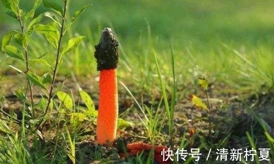 腐殖质|它便是“红鬼笔”,竹林遇见,请您尽量绕开,别踩到了