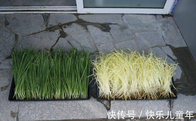 栽种|5步教你盆栽韭菜,根根粗壮“像小葱”,过年割了,包饺子