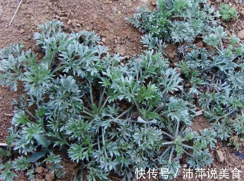 它被号称“草中之王”,能当调料还是一味良药,价值宝贵得重视