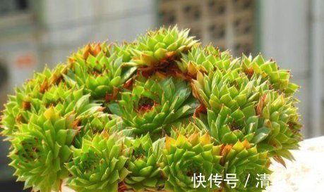 爆盆|这5种多肉植物，便宜又好养，一不小心就会爆盆