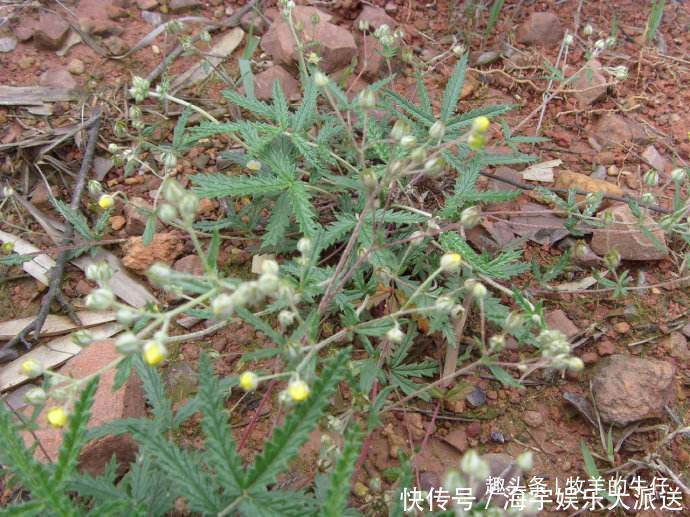 流血处|农村一种野草，农民拿叶子当菜吃，不知根部珍贵，人称“天藕”