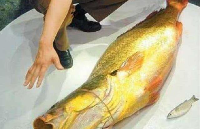 土豪|我国最美味的4种鱼,听说过的就很了不起,吃过两种以上都是土豪