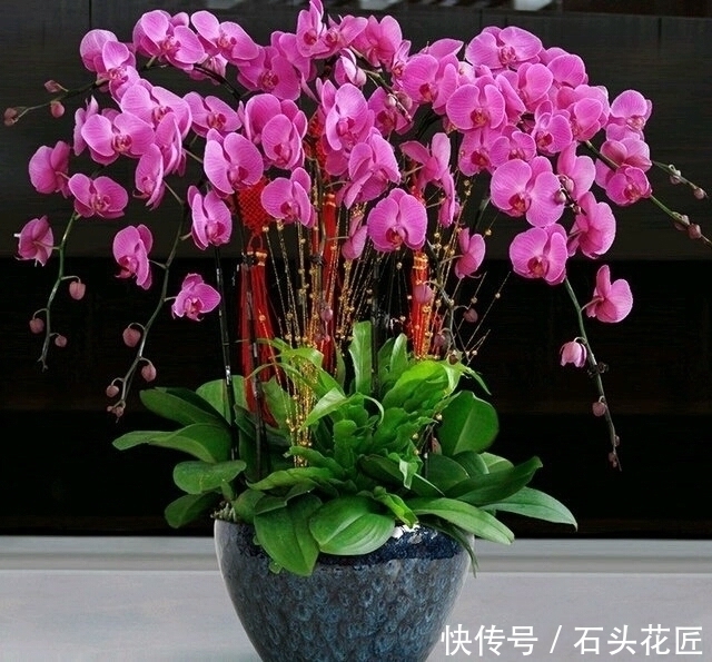 磷酸二氢钾|4种花“专挑”冬天开,10月买回家,养2个月就开花了