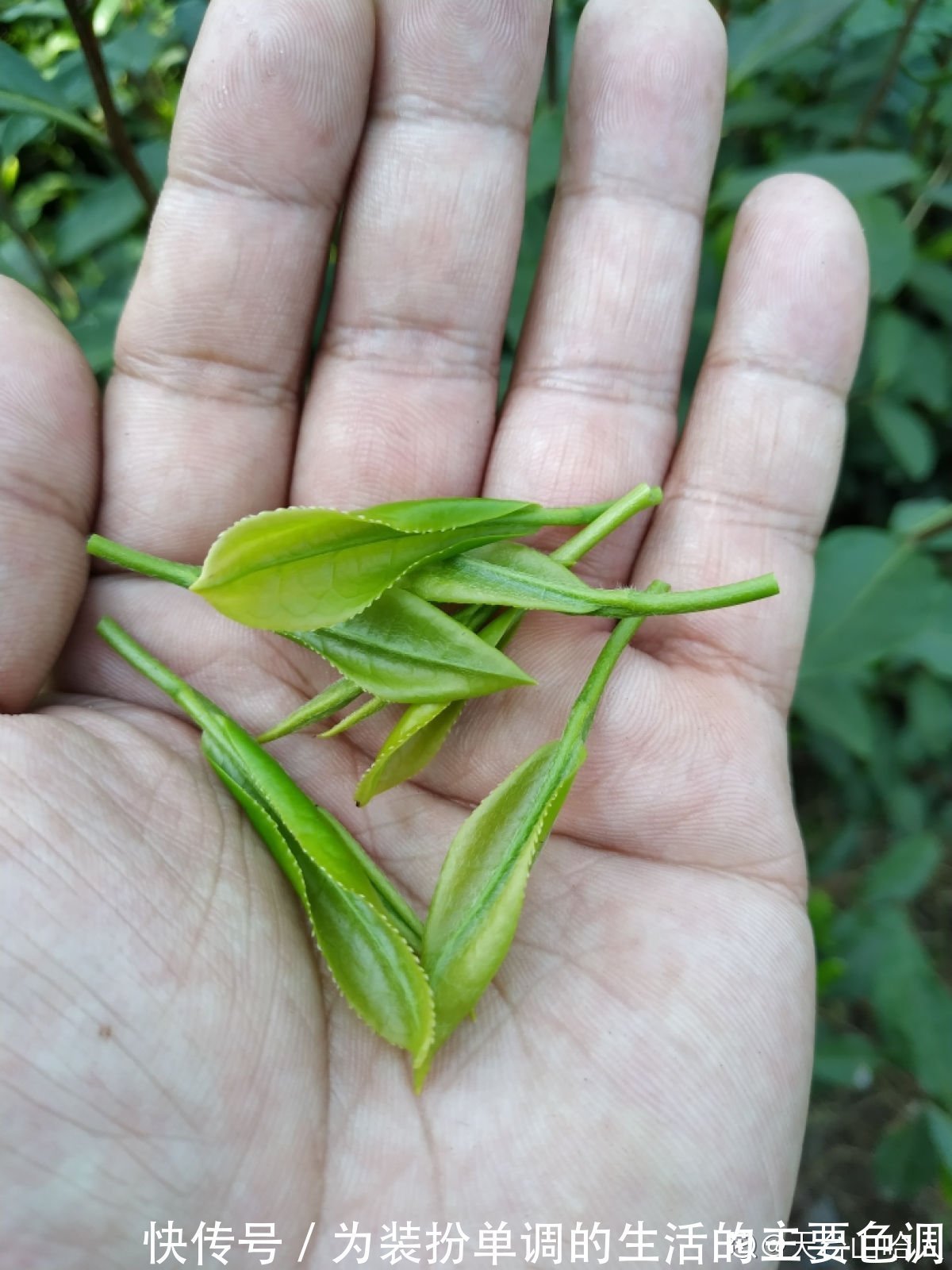 茶叶扔掉太浪费,泡过的、过期的还能这样用,家里老人都不知道