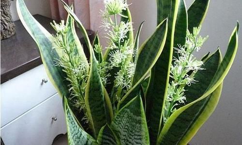 虎尾兰怎样长得快？