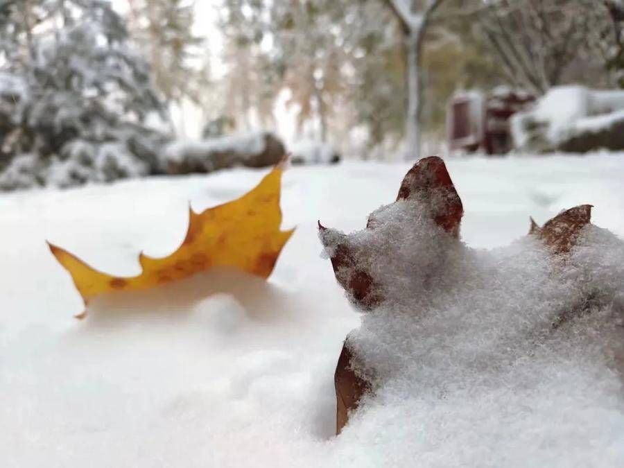 银装|雪中潍坊科技学院，更多了一份静谧之美