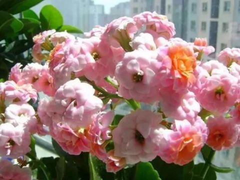 最适合老人养的四种花,健康长寿又养心