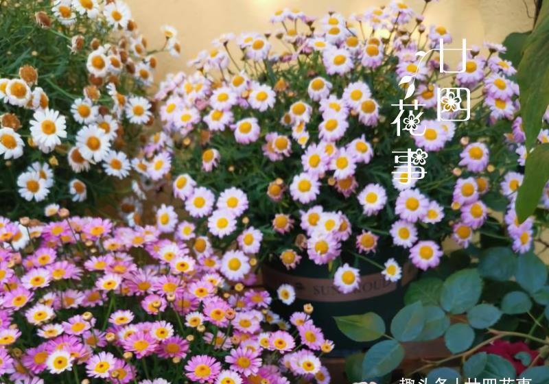6种花，适合女生阳台党，花期长花量大，阳台轻松变“花海”