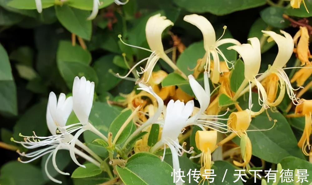 老中医都喜欢的5种花,对健康有益,好看又好养,一次养十盆