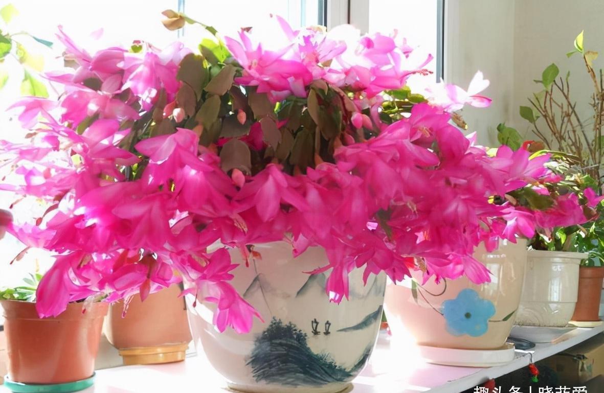 水仙花|新年新气象!10种年宵花,家里放一盆,福瑞迎门,喜庆又吉祥