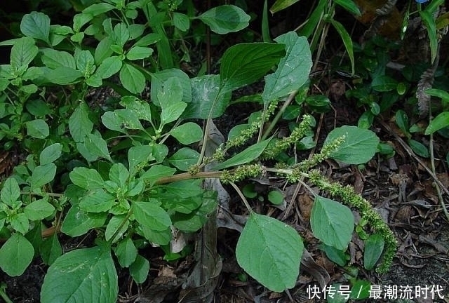 苋菜|农村一种常见杂草，既是天然野菜能吃，也是一味药材能用