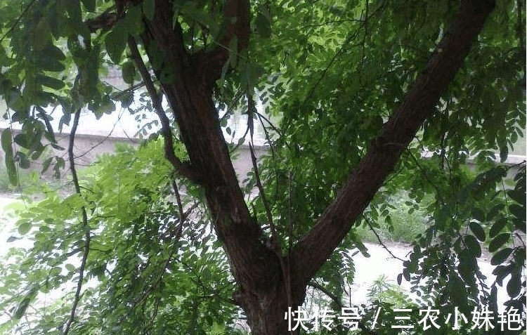 农村|农村一种昂贵的树, 与紫檀齐名, 过去只有皇室才能用