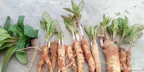 果子|民间称它是“土人参”，嫩叶可当野菜，农村孩子用它果子当胭脂