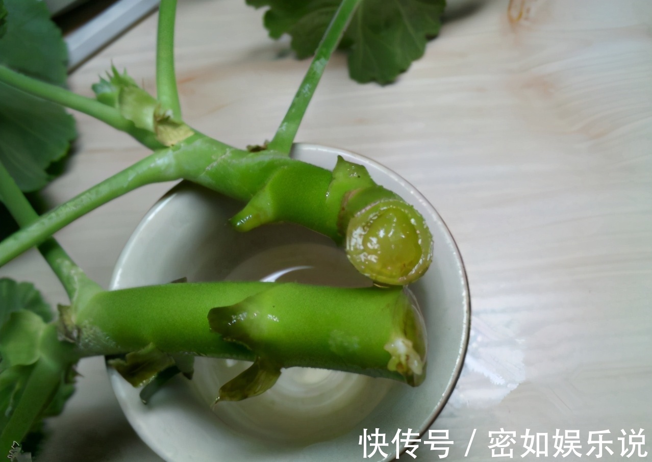 上厨房找这“3样”养花,强根养叶、驱虫、增肥不在话下