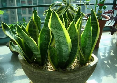 观赏性|卧室养花，就养4种小绿植，有生机好管理