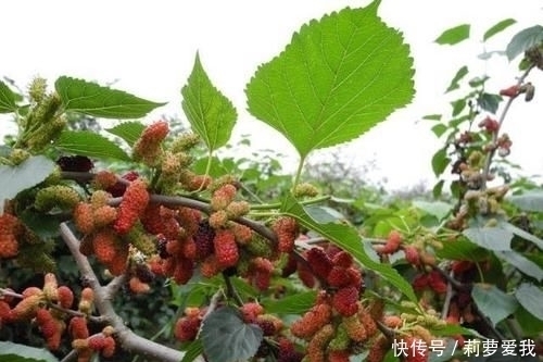  梧桐树|家里种树，讲究大，5种树旺宅，3种树不能栽，你知道是什么吗？