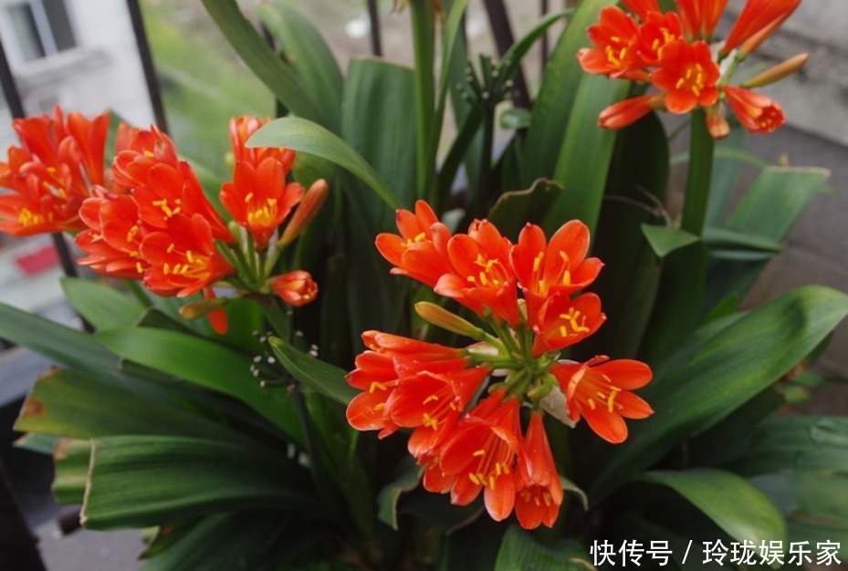 僵苗|君子兰僵苗、黄叶怎么办1个方法一次性解决,到了花期准时开花