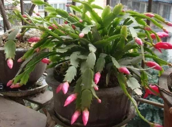 秋养长寿花、蟹爪兰，3方面打好基础，9、10月就能嗖嗖开花