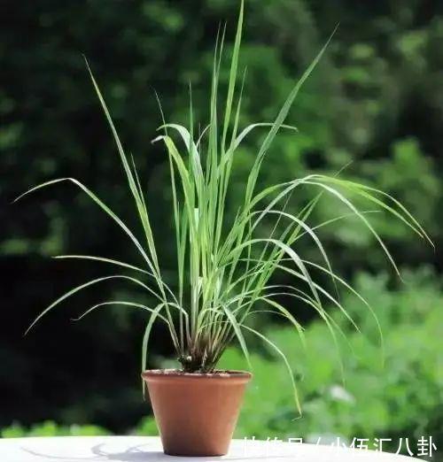 植株|盆栽“法宝”:收获前是“驱虫剂”,收获后可香料、可茶饮!