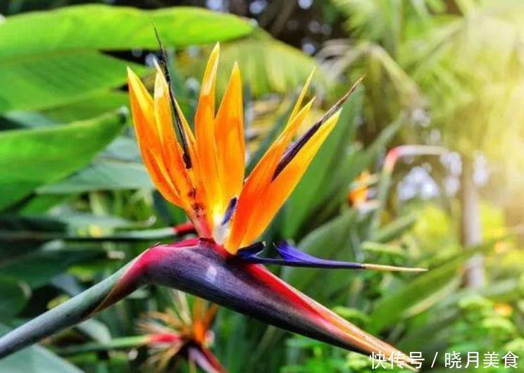 4种花养了就爆盆,好养易活开花漂亮,招财又开运,你养了吗?