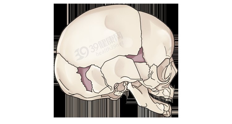 颅骨|大脑又软又糯，为什么我们可以摇晃翻滚，脑子不会烂成一团？
